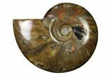 Flashy Red Iridescent Ammonite #155146-1